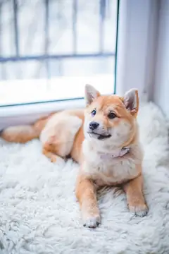 Photo of the pet